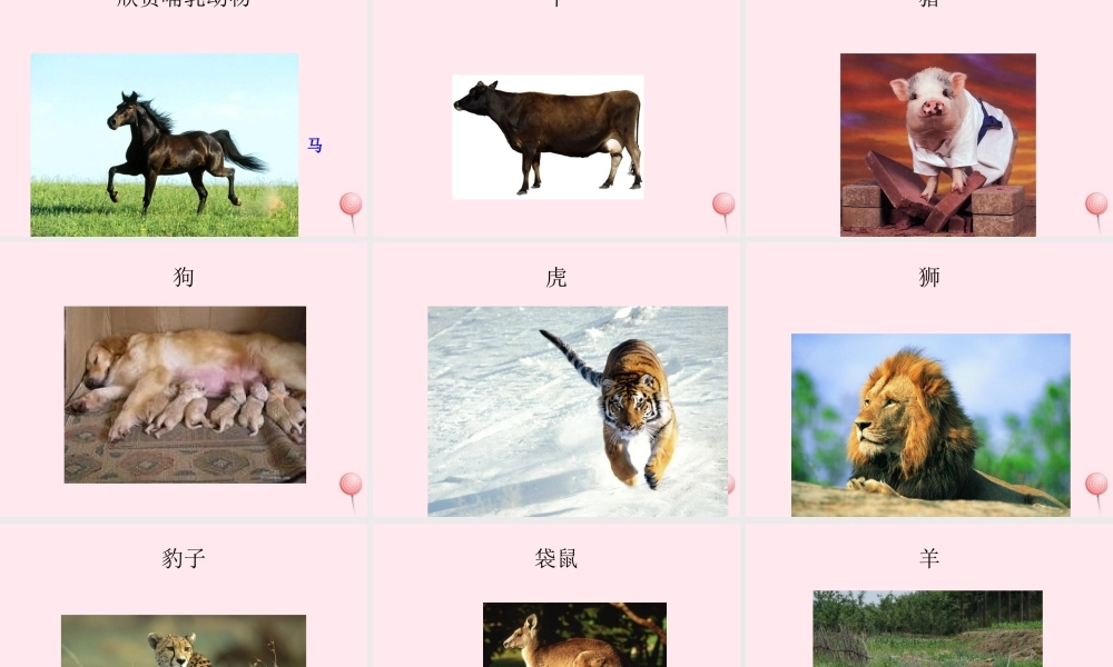 三年级科学下册 第四单元 第17课《猫和兔》课件3 青岛版五四制-青岛版小学三年级下册自然科学课件