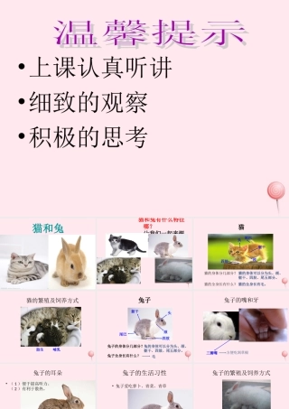 三年级科学下册 第四单元 第17课《猫和兔》课件3 青岛版五四制-青岛版小学三年级下册自然科学课件