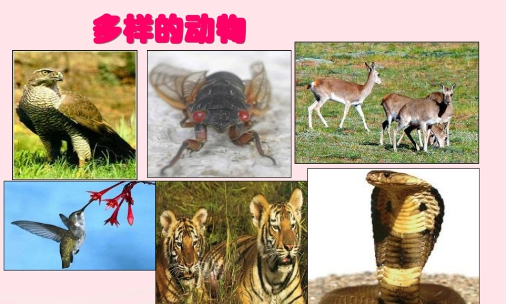 三年级科学下册 第四单元 第18课《多样的动物》课件1 青岛版五四制-青岛版小学三年级下册自然科学课件