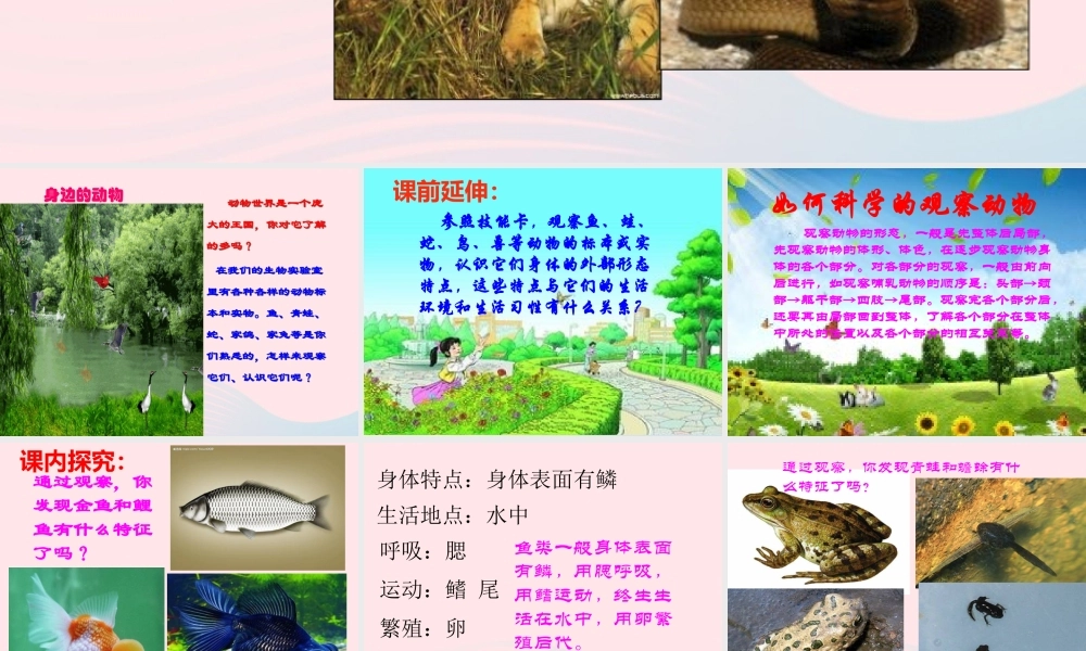三年级科学下册 第四单元 第18课《多样的动物》课件1 青岛版五四制-青岛版小学三年级下册自然科学课件