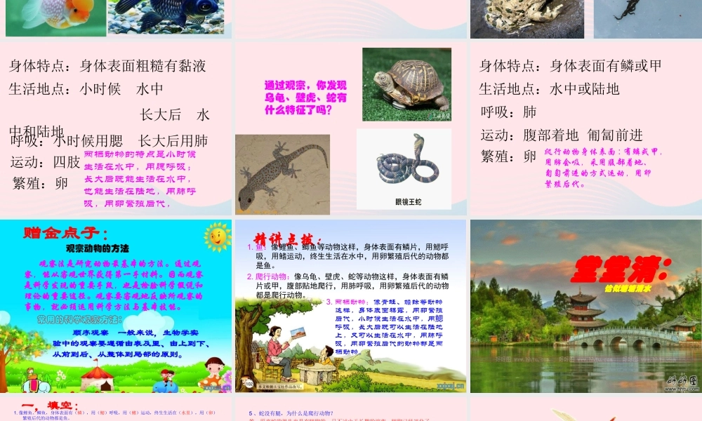 三年级科学下册 第四单元 第18课《多样的动物》课件1 青岛版五四制-青岛版小学三年级下册自然科学课件