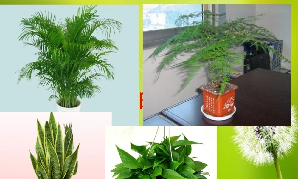 三年级科学下册 第四单元 第18课《多样的动物》课件2 青岛版五四制-青岛版小学三年级下册自然科学课件