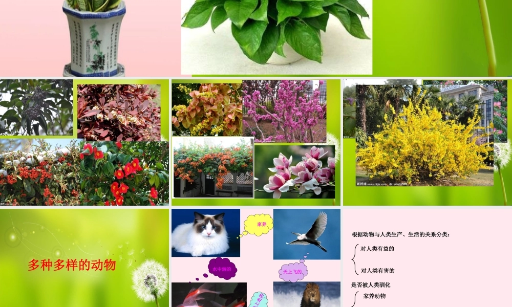 三年级科学下册 第四单元 第18课《多样的动物》课件2 青岛版五四制-青岛版小学三年级下册自然科学课件