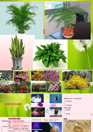 三年级科学下册 第四单元 第18课《多样的动物》课件2 青岛版五四制-青岛版小学三年级下册自然科学课件