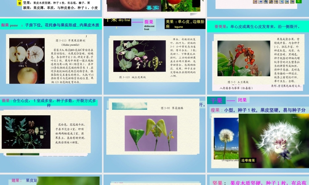 三年级科学下册 结果了1课件 鄂教版