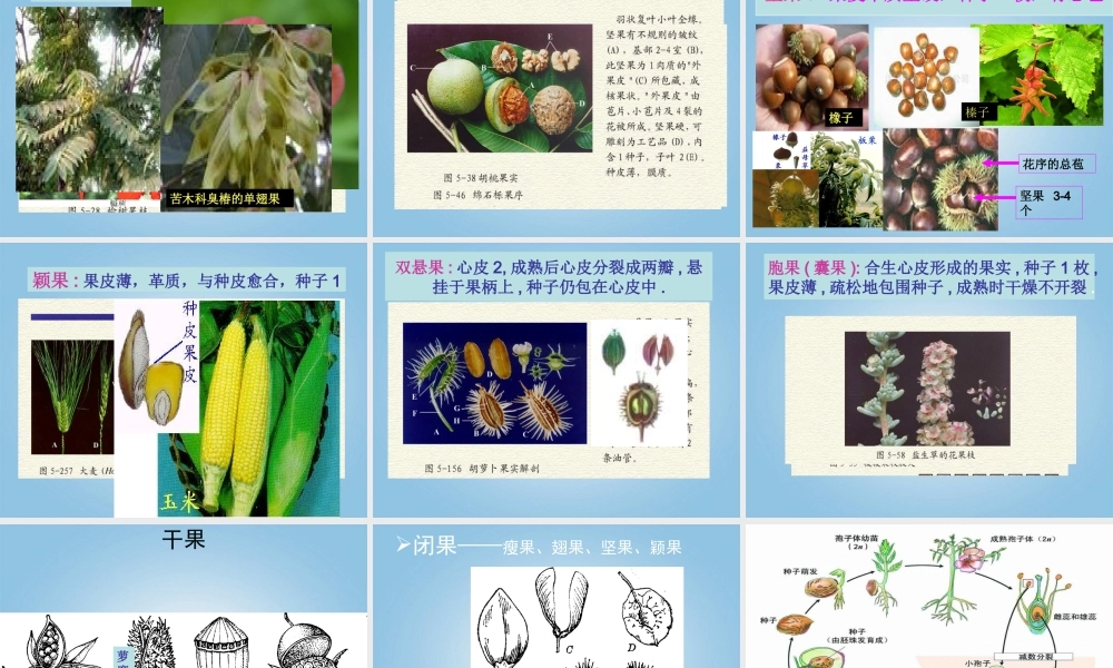 三年级科学下册 结果了1课件 鄂教版