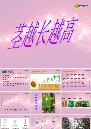 三年级科学下册 茎越长越高课件1 教科版