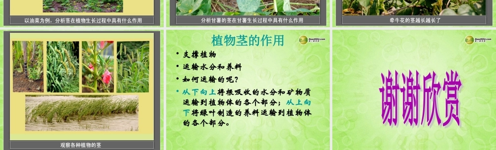 三年级科学下册 茎越长越高课件2 教科版