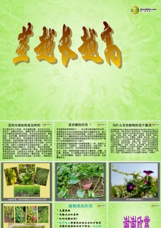 三年级科学下册 茎越长越高课件2 教科版