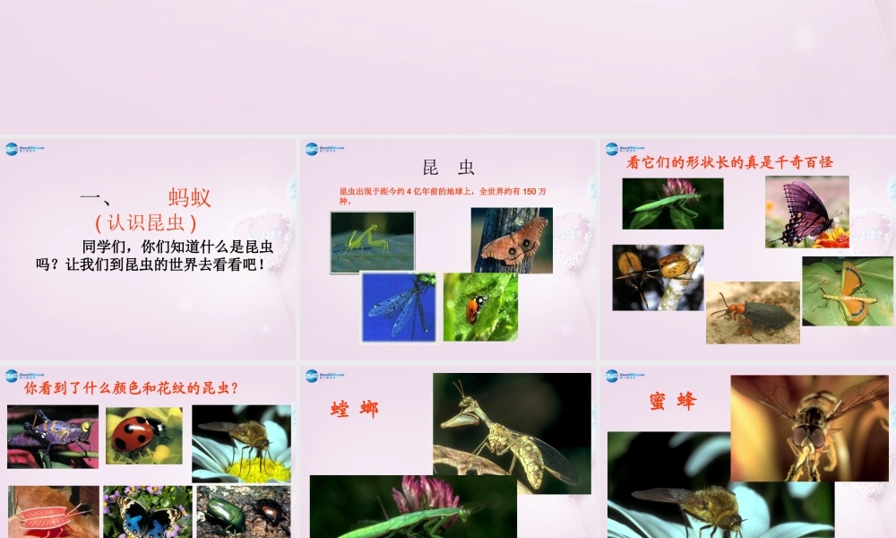 三年级科学下册《动物王国》课件 青岛版