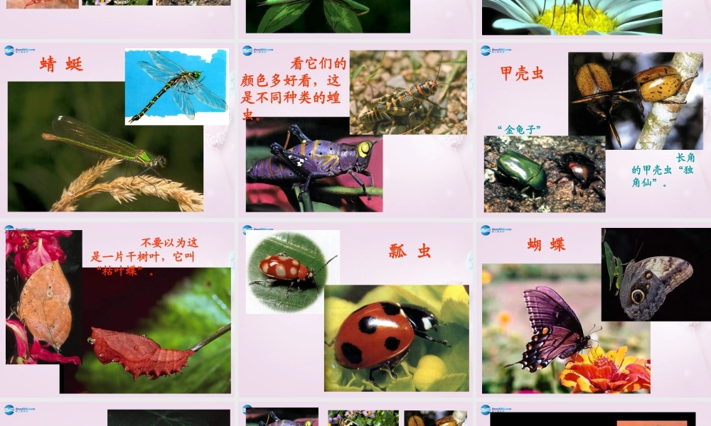 三年级科学下册《动物王国》课件 青岛版