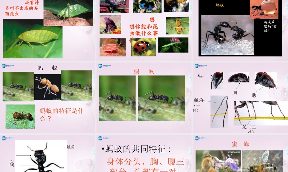 三年级科学下册《动物王国》课件 青岛版