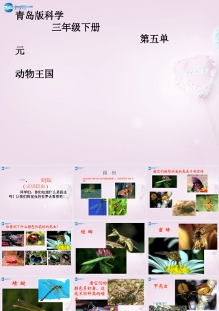 三年级科学下册《动物王国》课件 青岛版