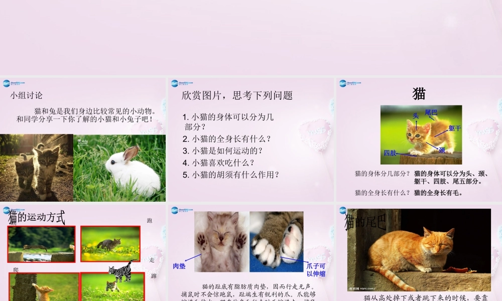 三年级科学下册《猫和兔》课件1 青岛版