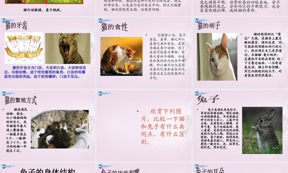 三年级科学下册《猫和兔》课件1 青岛版