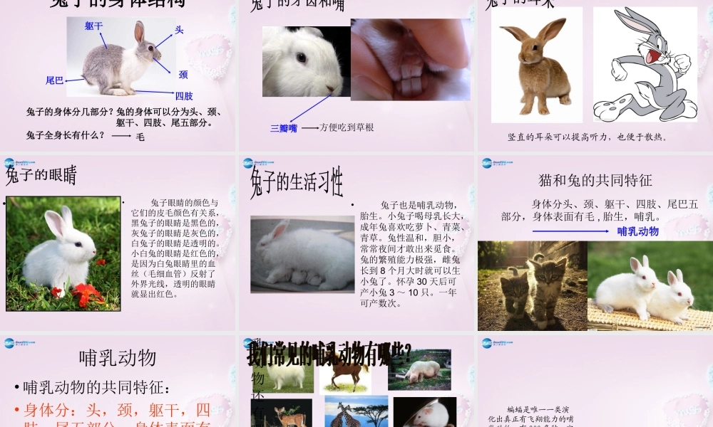 三年级科学下册《猫和兔》课件1 青岛版