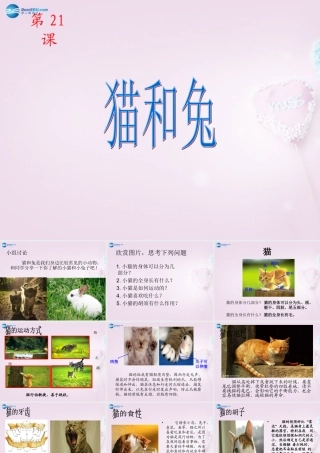 三年级科学下册《猫和兔》课件1 青岛版