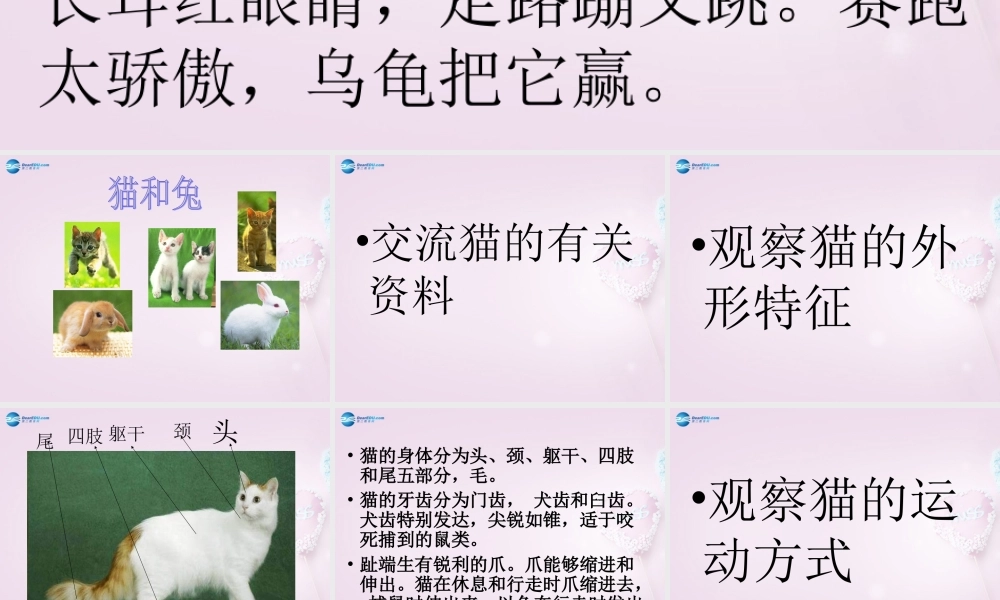 三年级科学下册《猫和兔》课件2 青岛版