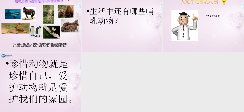 三年级科学下册《猫和兔》课件2 青岛版