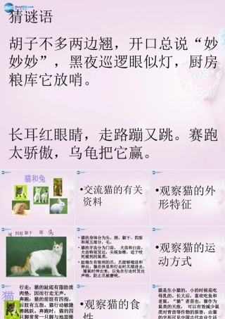 三年级科学下册《猫和兔》课件2 青岛版