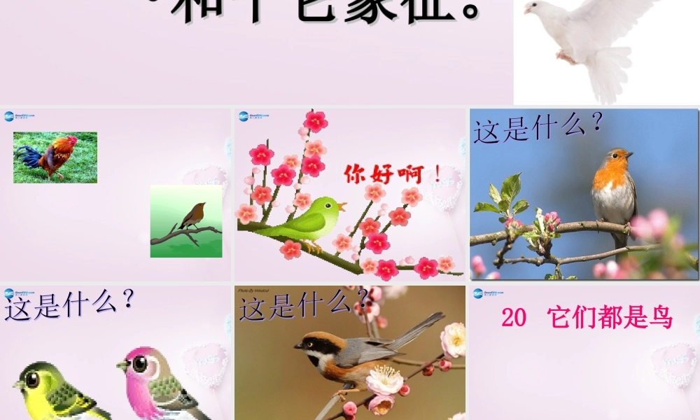 三年级科学下册《它们都是鸟》课件1 青岛版