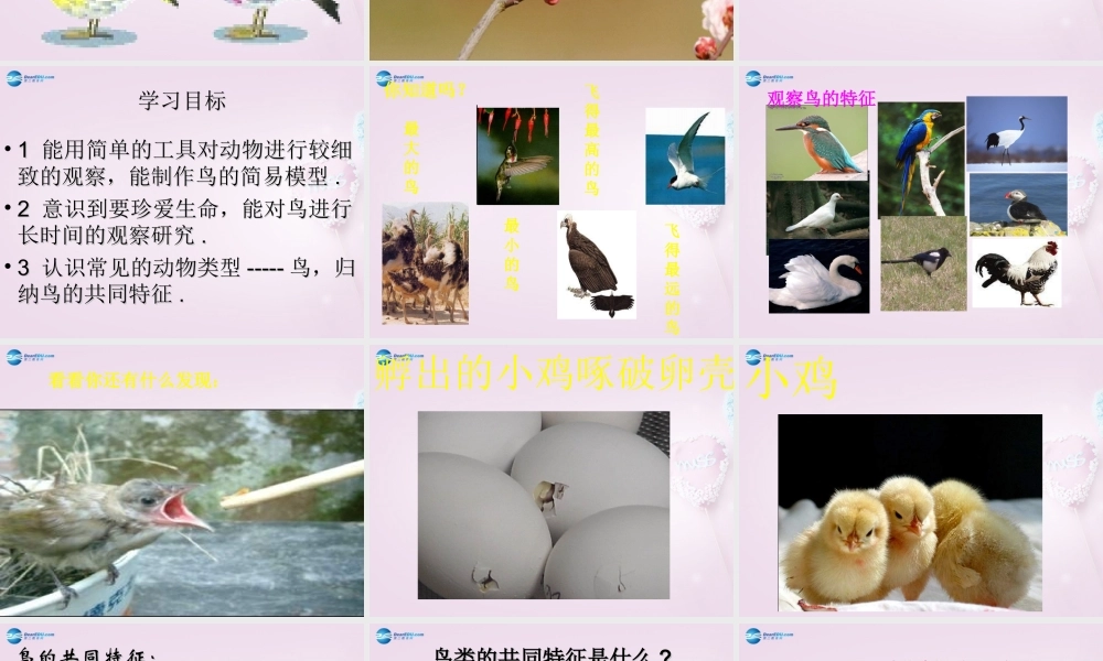 三年级科学下册《它们都是鸟》课件1 青岛版