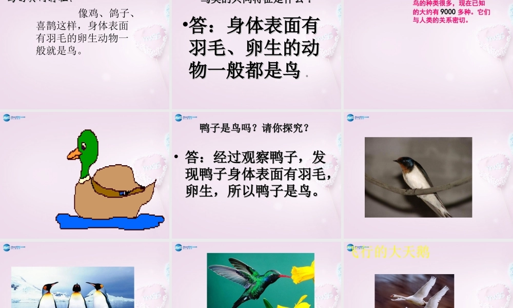 三年级科学下册《它们都是鸟》课件1 青岛版