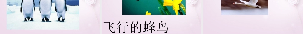 三年级科学下册《它们都是鸟》课件1 青岛版