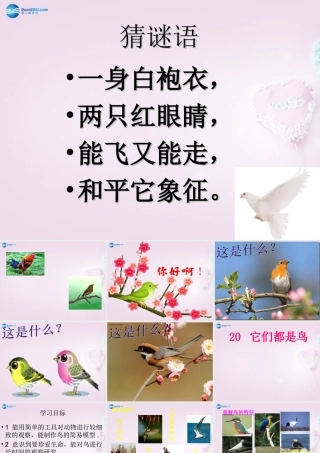 三年级科学下册《它们都是鸟》课件1 青岛版