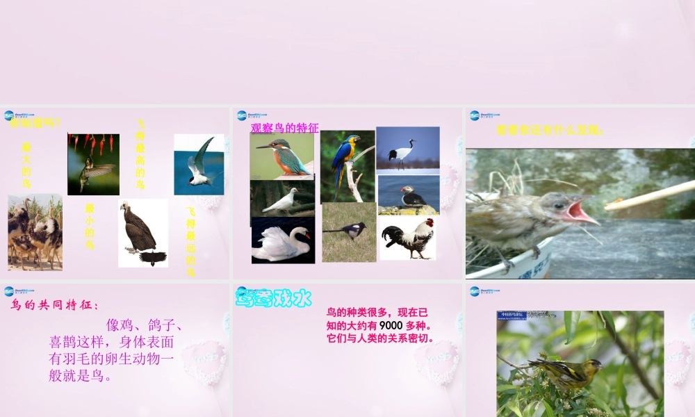 三年级科学下册《它们都是鸟》课件2 青岛版