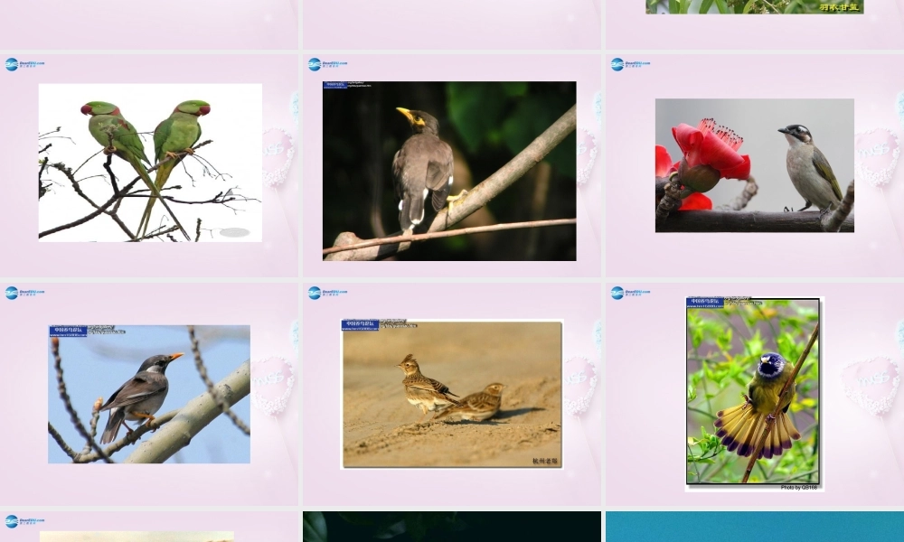 三年级科学下册《它们都是鸟》课件2 青岛版