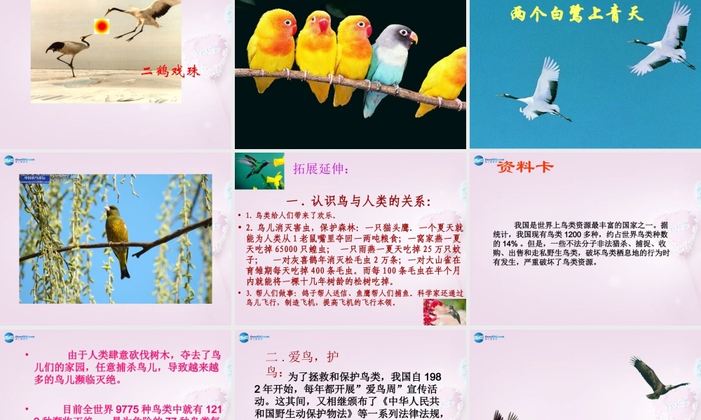 三年级科学下册《它们都是鸟》课件2 青岛版