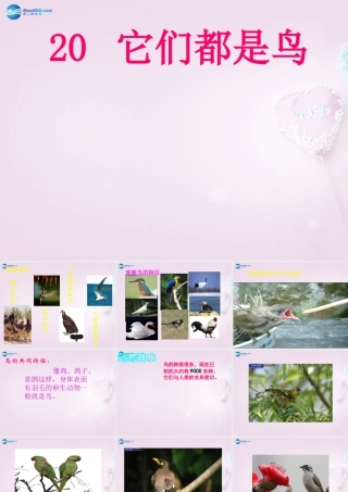 三年级科学下册《它们都是鸟》课件2 青岛版