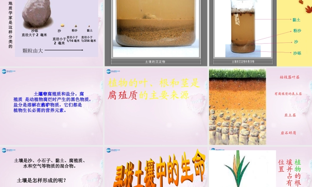 三年级科学下册《土壤里有什么》课件1 青岛版