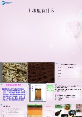 三年级科学下册《土壤里有什么》课件2 青岛版