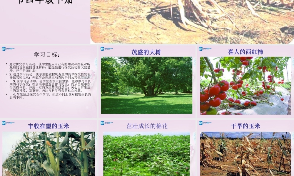 三年级科学下册《土壤与植物》课件1 青岛版