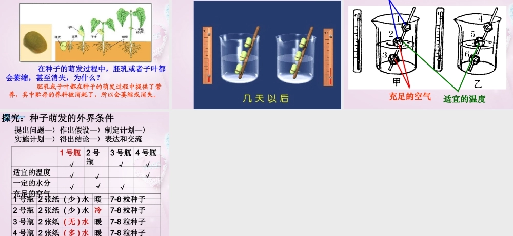 三年级科学下册《种子发芽了》课件1 青岛版