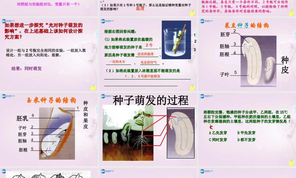 三年级科学下册《种子发芽了》课件2 青岛版