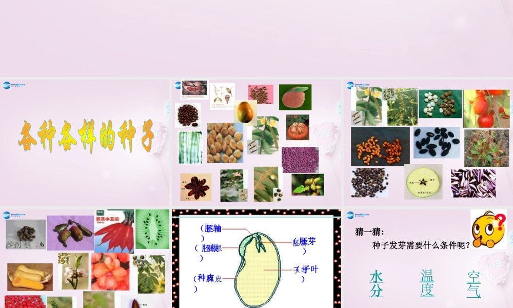 三年级科学下册《种子发芽了》课件3 青岛版