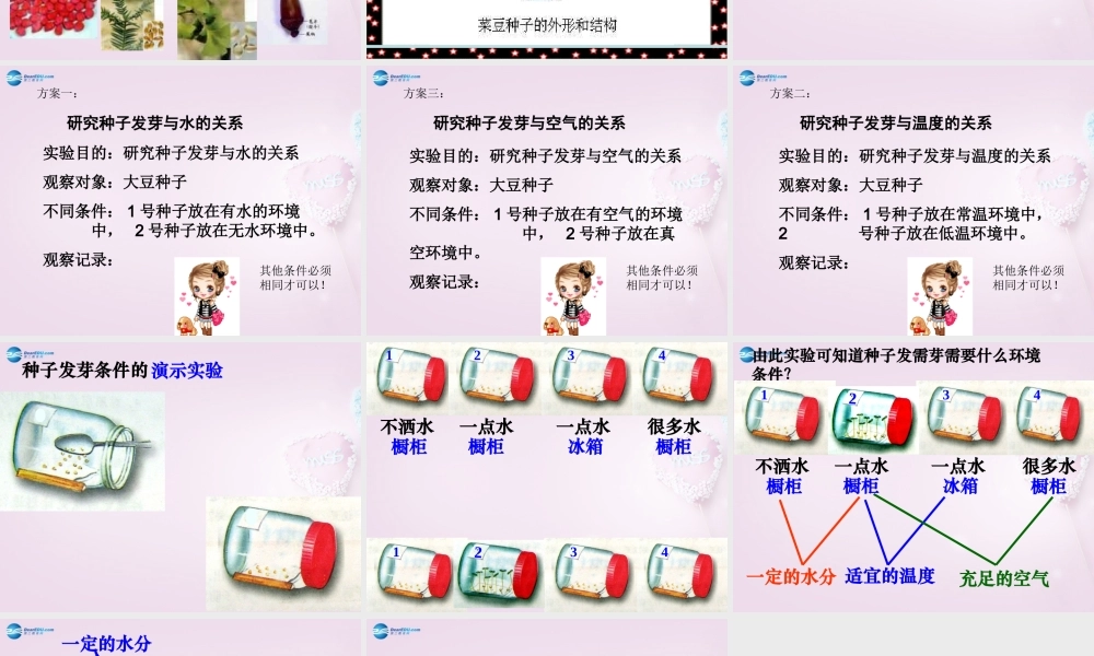 三年级科学下册《种子发芽了》课件3 青岛版