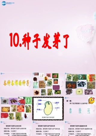 三年级科学下册《种子发芽了》课件3 青岛版