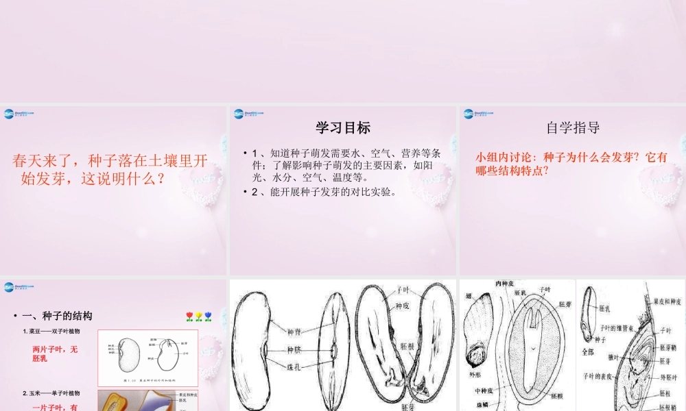 三年级科学下册《种子发芽了》课件4 青岛版