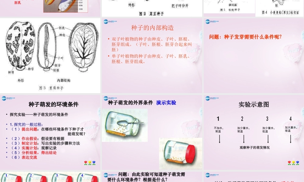 三年级科学下册《种子发芽了》课件4 青岛版