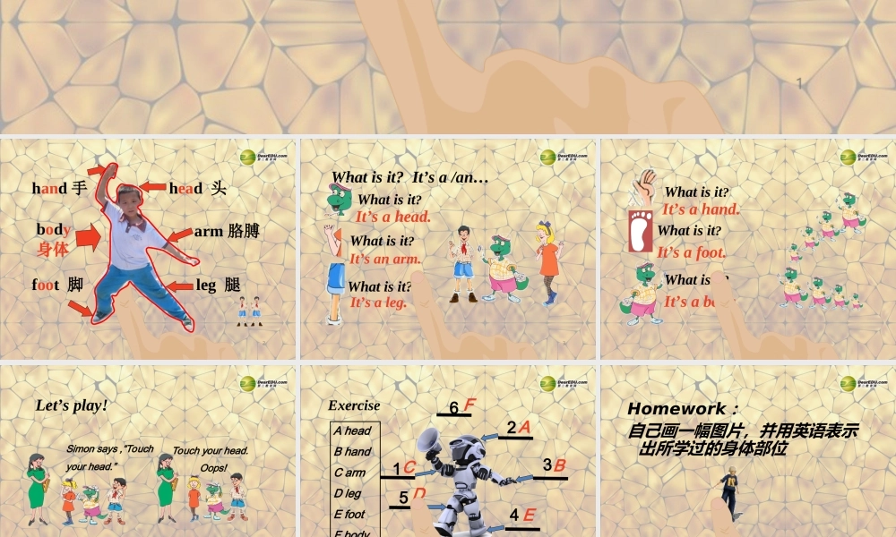 三年级英语上册 Lesson 14 My Body课件 （新版）冀教版
