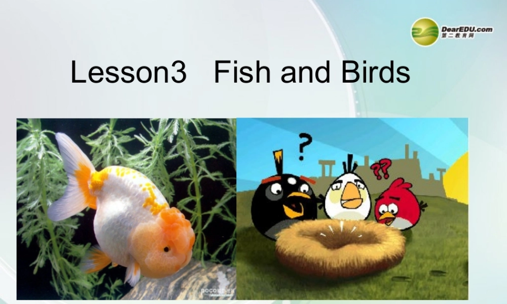 三年级英语下册 Lesson 3 Fish and Birds课件 （新版）冀教版