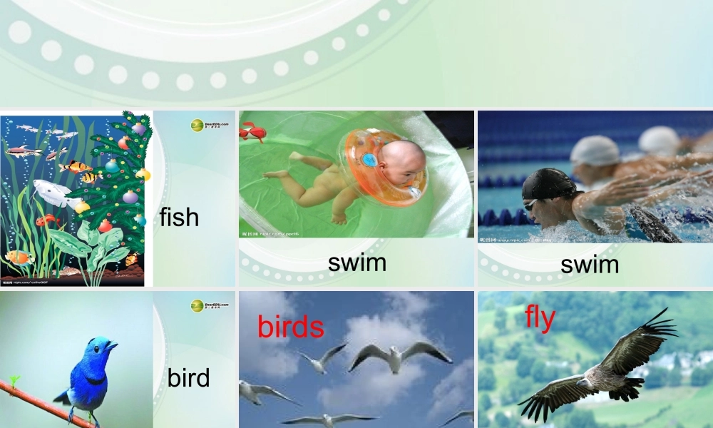 三年级英语下册 Lesson 3 Fish and Birds课件 （新版）冀教版