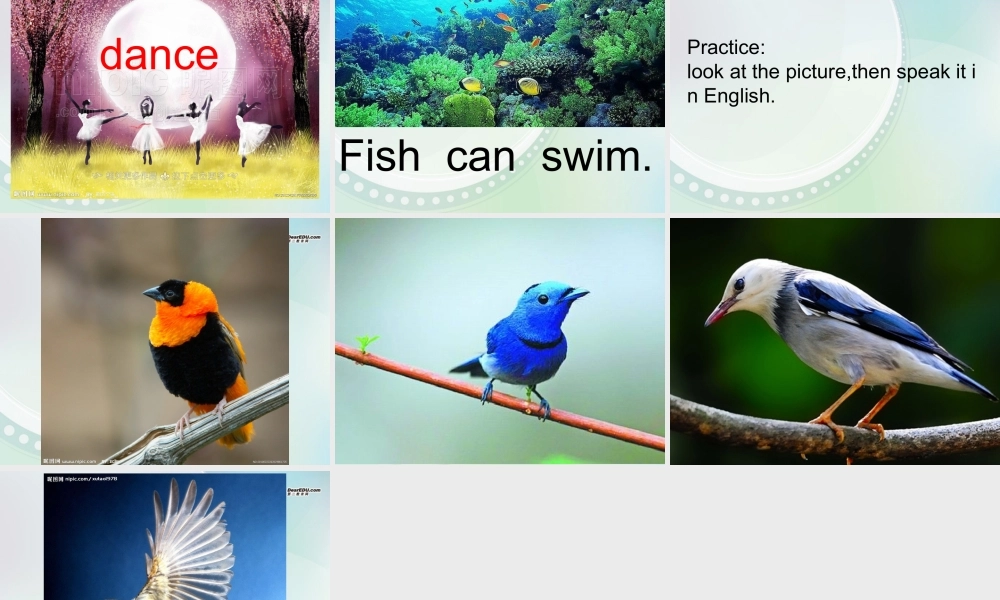 三年级英语下册 Lesson 3 Fish and Birds课件 （新版）冀教版