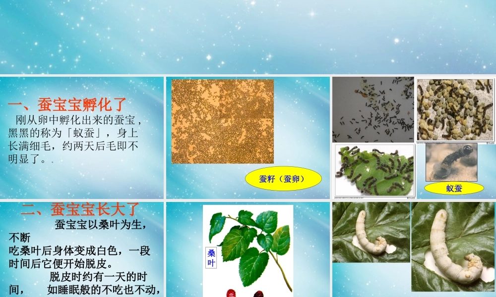 三年级自然与科学下册 蚕的生命周期课件 人教版