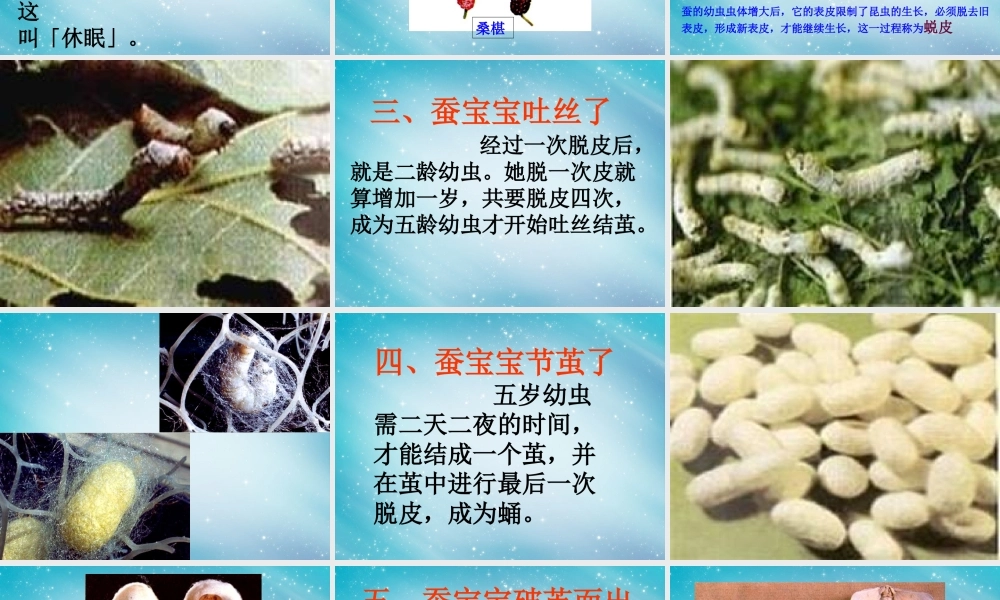 三年级自然与科学下册 蚕的生命周期课件 人教版