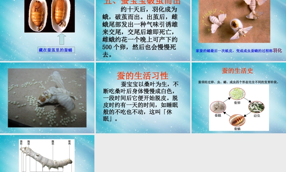 三年级自然与科学下册 蚕的生命周期课件 人教版
